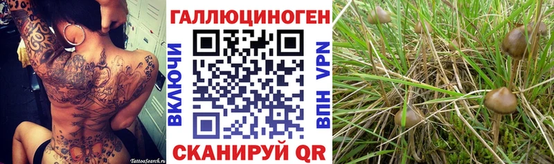 сколько стоит  Мезень  Псилоцибиновые грибы ЛСД 